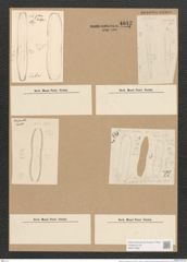 Nitzschia commutata Grun. (de-Toni-Nr.: Genus 47, Species 2045) Zeichnungen Sammlung Grunow Nr. 4042 (NHMW-BOT-W0371863)